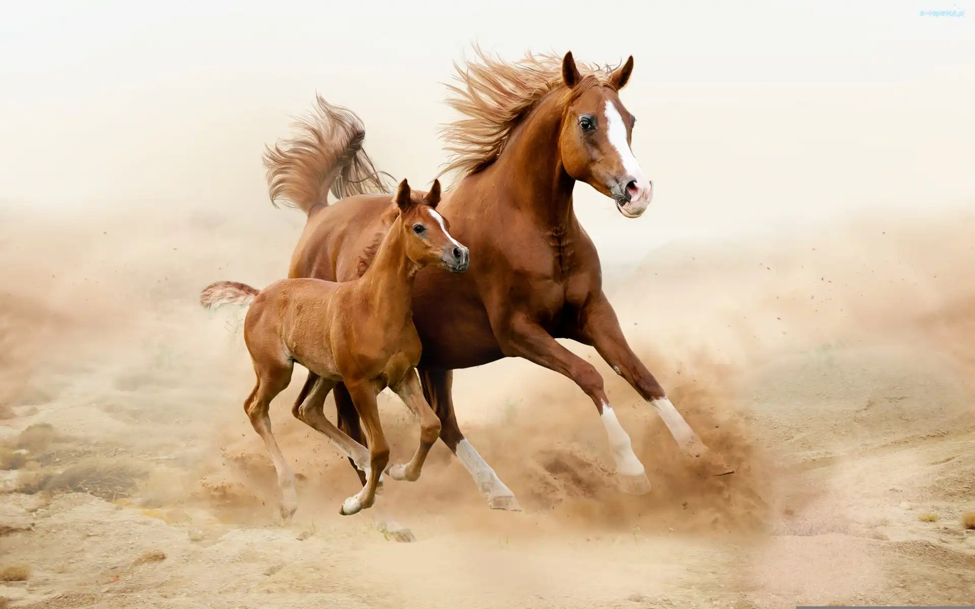 Źrebie, Galop, Konie, Klacz