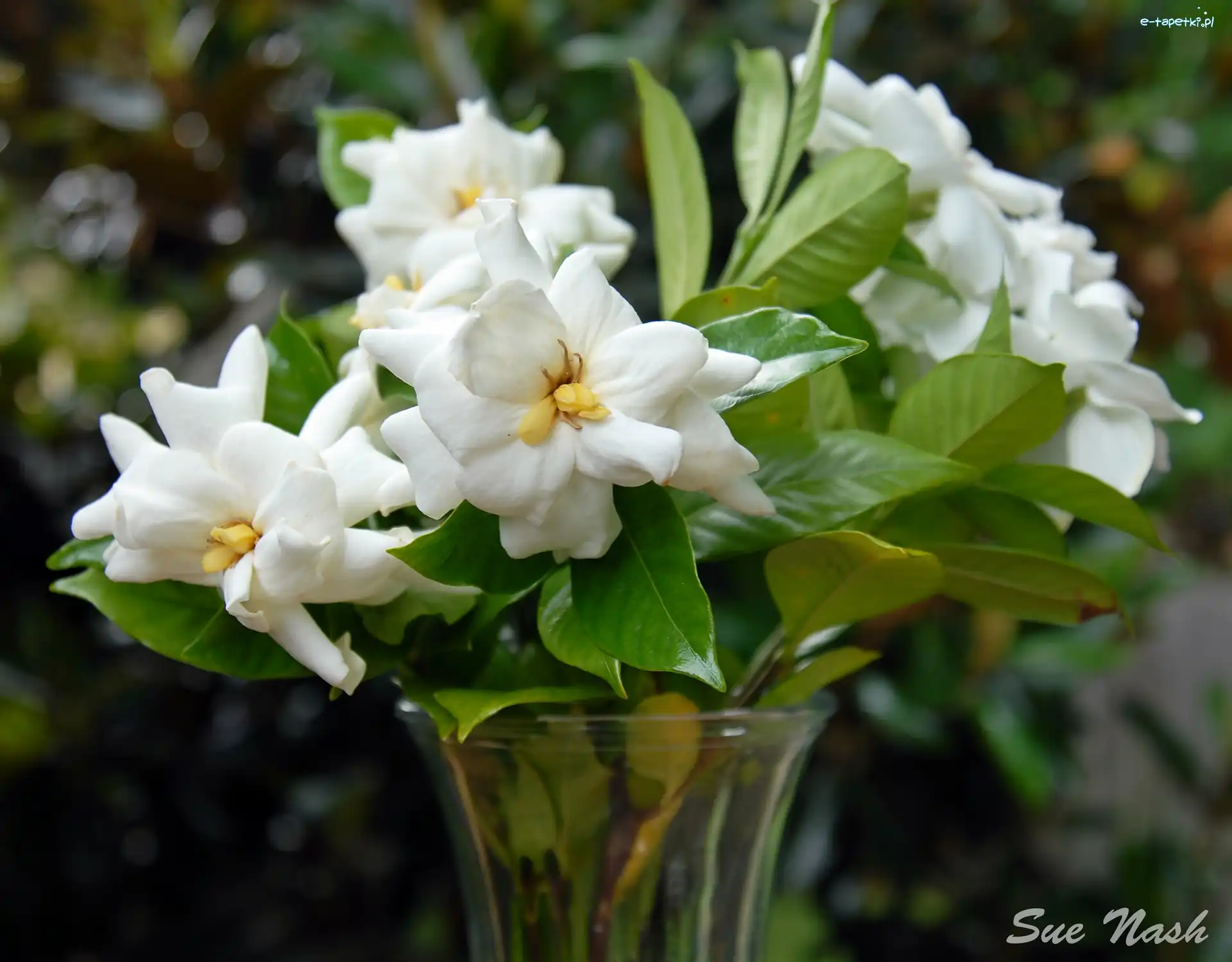 Bukiet, Rozmycie, Wazon, biała Gardenia