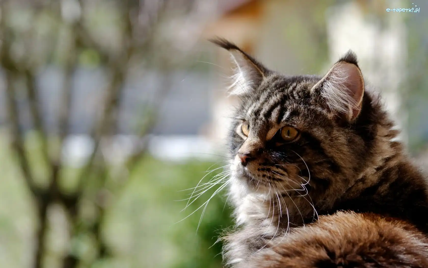 Maine coon, Kot