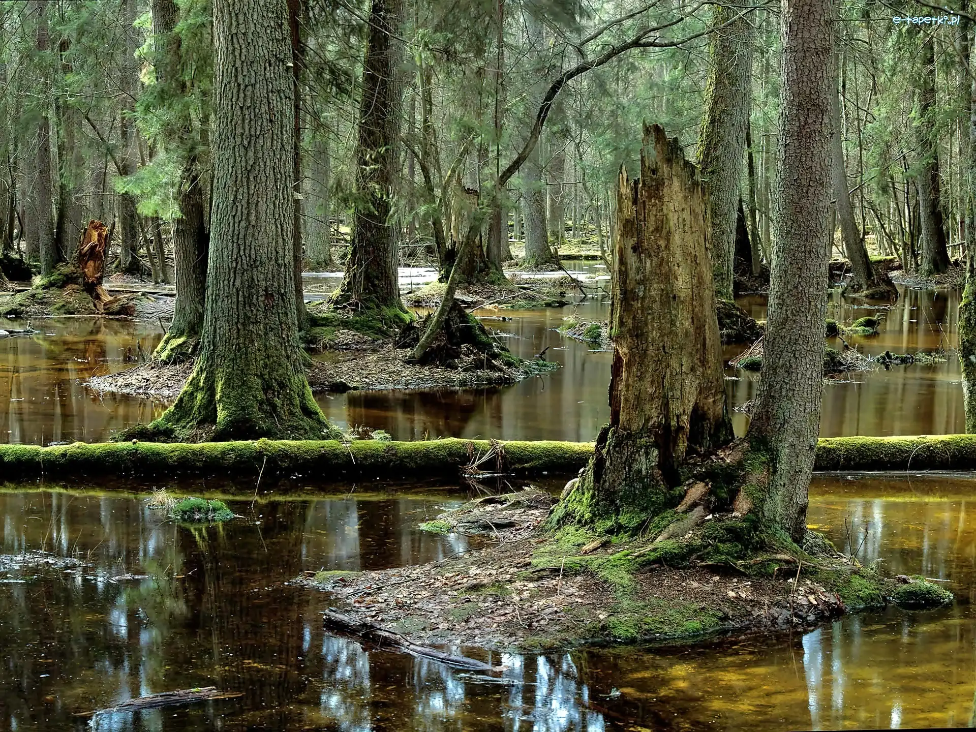 Las, Mchy, Bagno, Białowieska, Puszcza