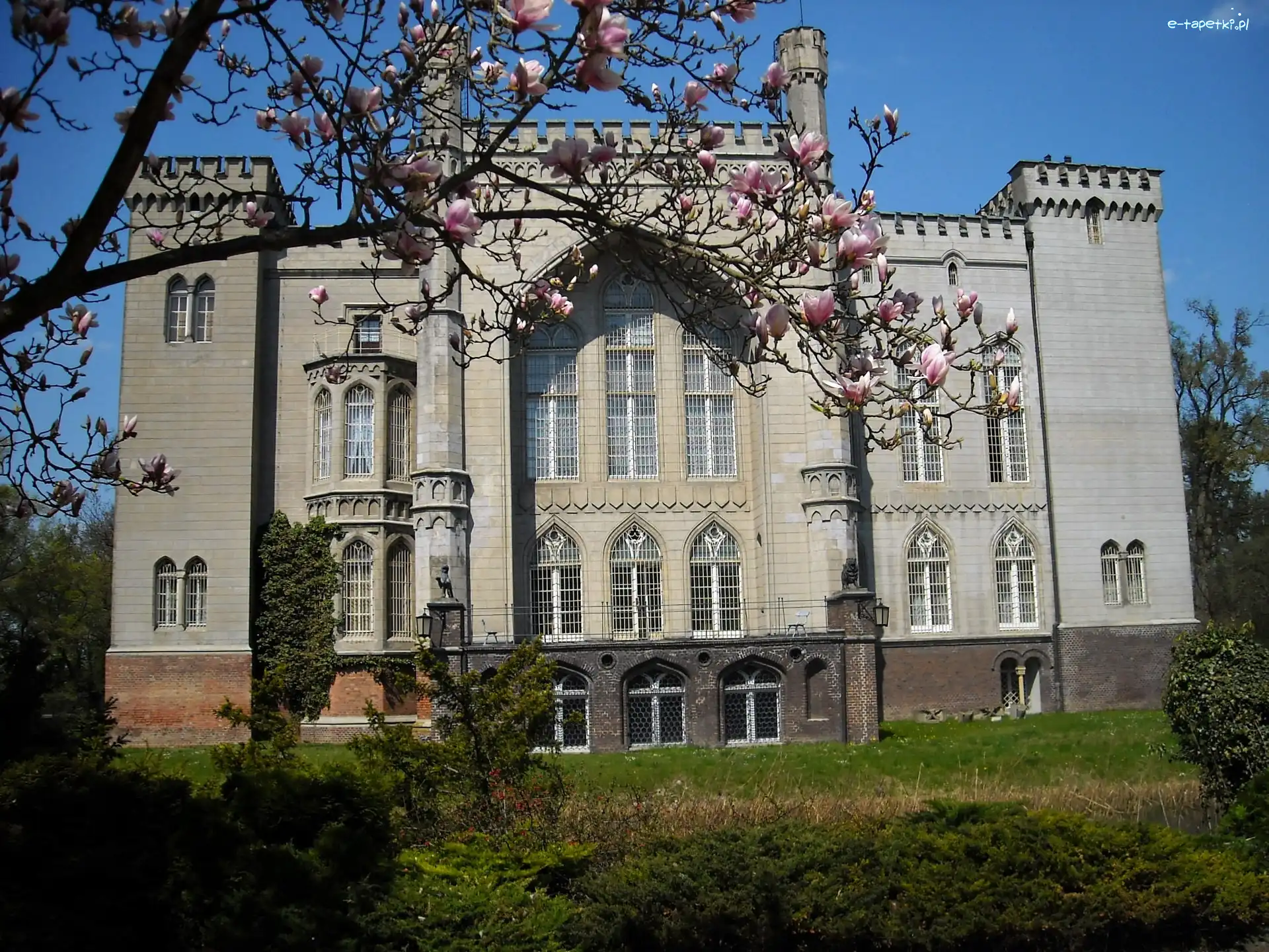 Magnolia, Wielkopolskie, Polska, Kórnik, Zamek w Kórniku, Kwitnąca, Wiosna