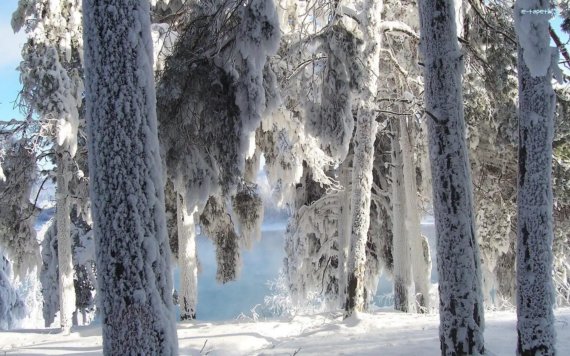 Śniegiem, Las, Osypane, Drzewa, Śnieg, Zima