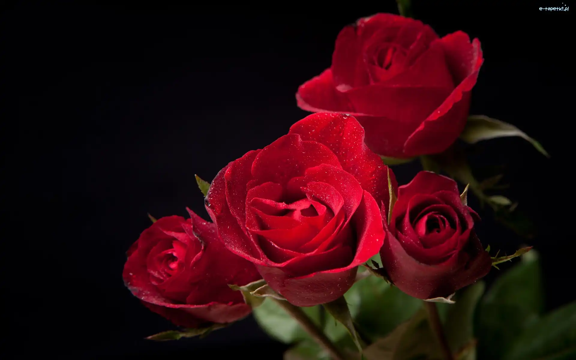 Roze, Czerwone