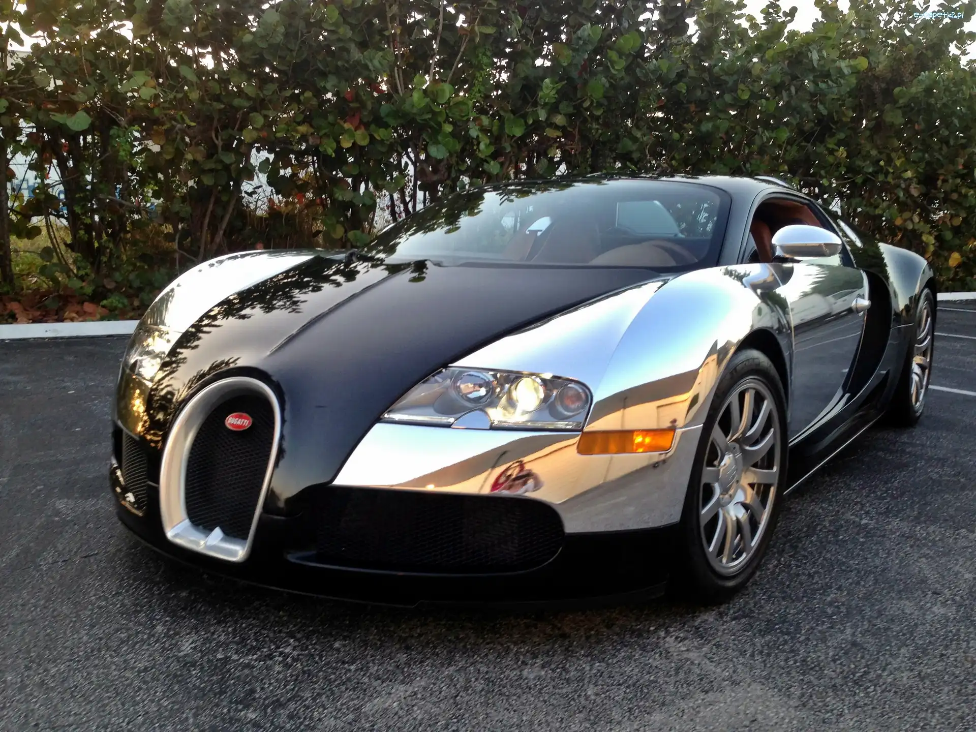 Roślinność, Veyron, Bugatti