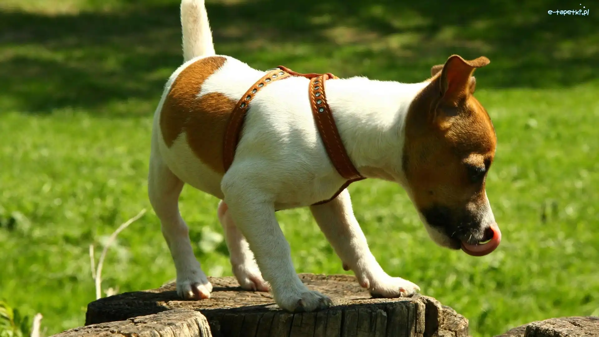 Pień, Język, Jack Russell Terrier