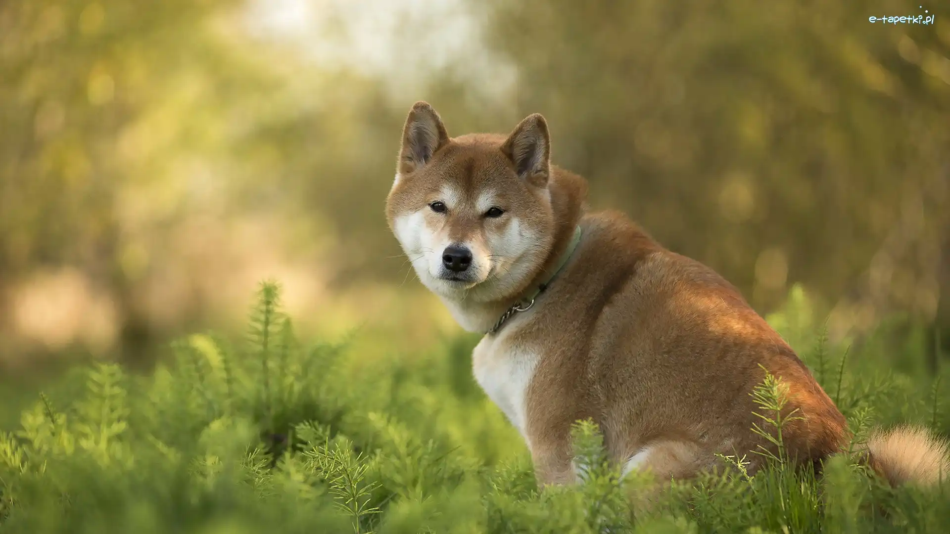 Trawa, Pies, Akita Inu