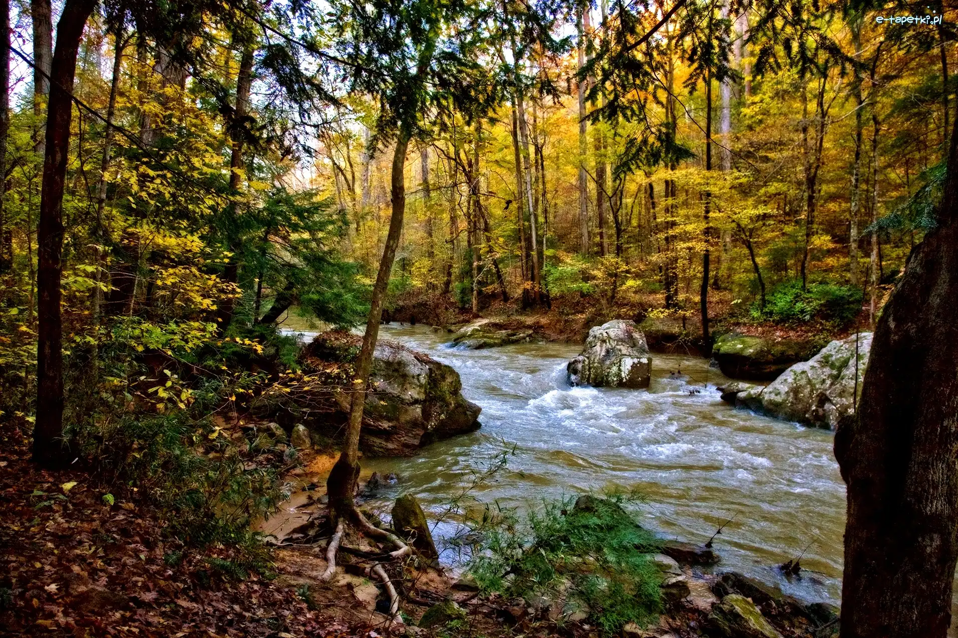 Strumyk, Kamienie, Las