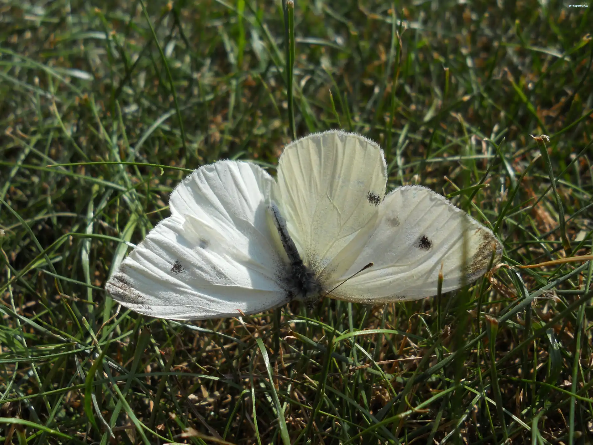 Trawa, Bielinek, Motyl