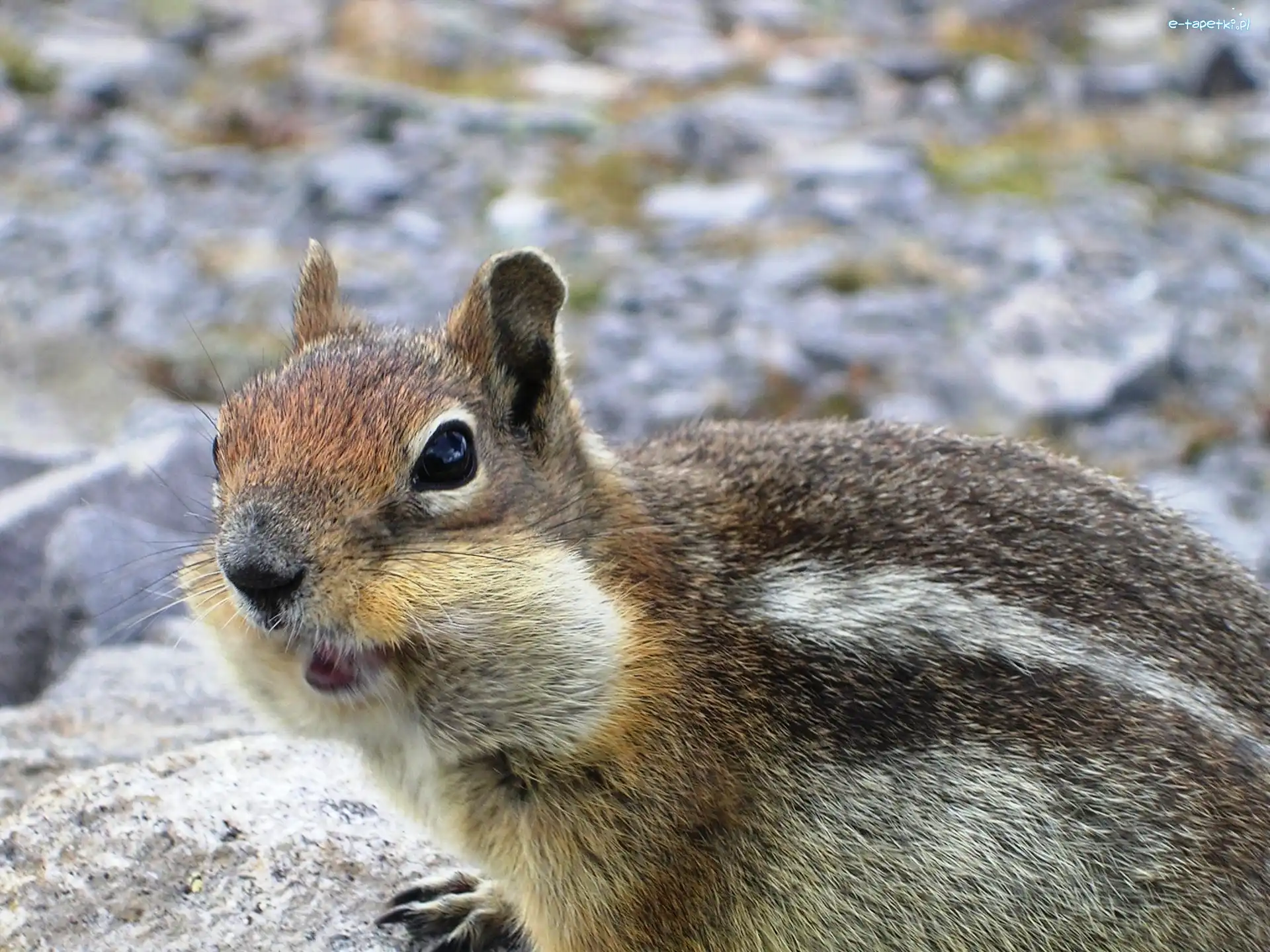 Chipmunk, Wiewiórka