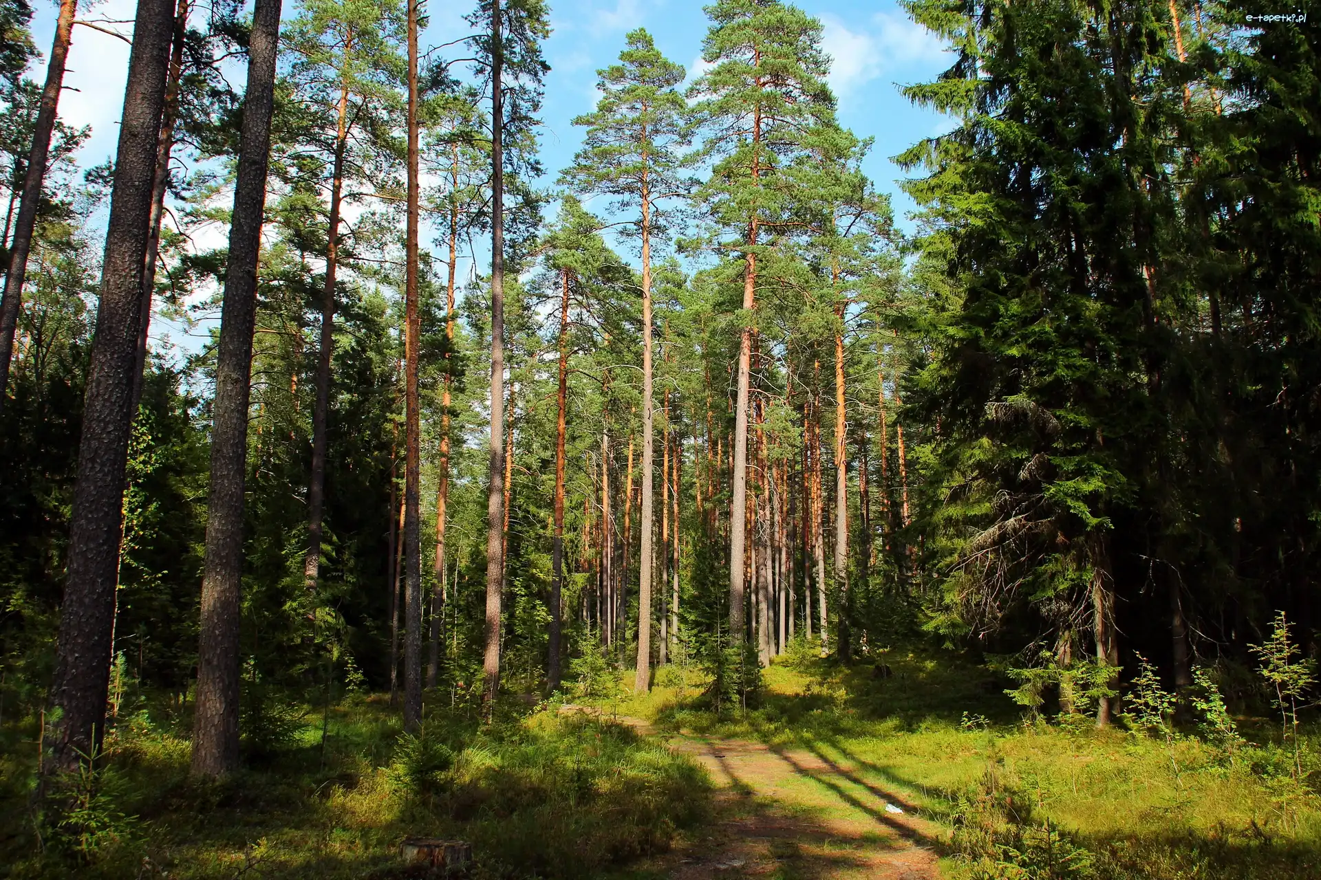 Lato, Polana, Las, Cień, Światło
