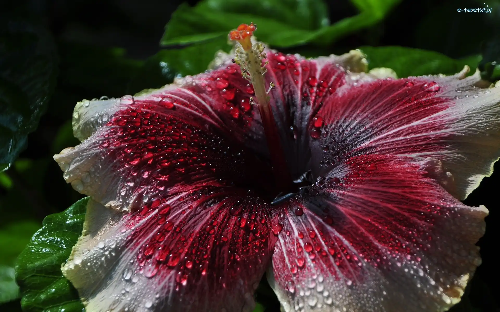 Makro, Krople Rosy, Hibiskus