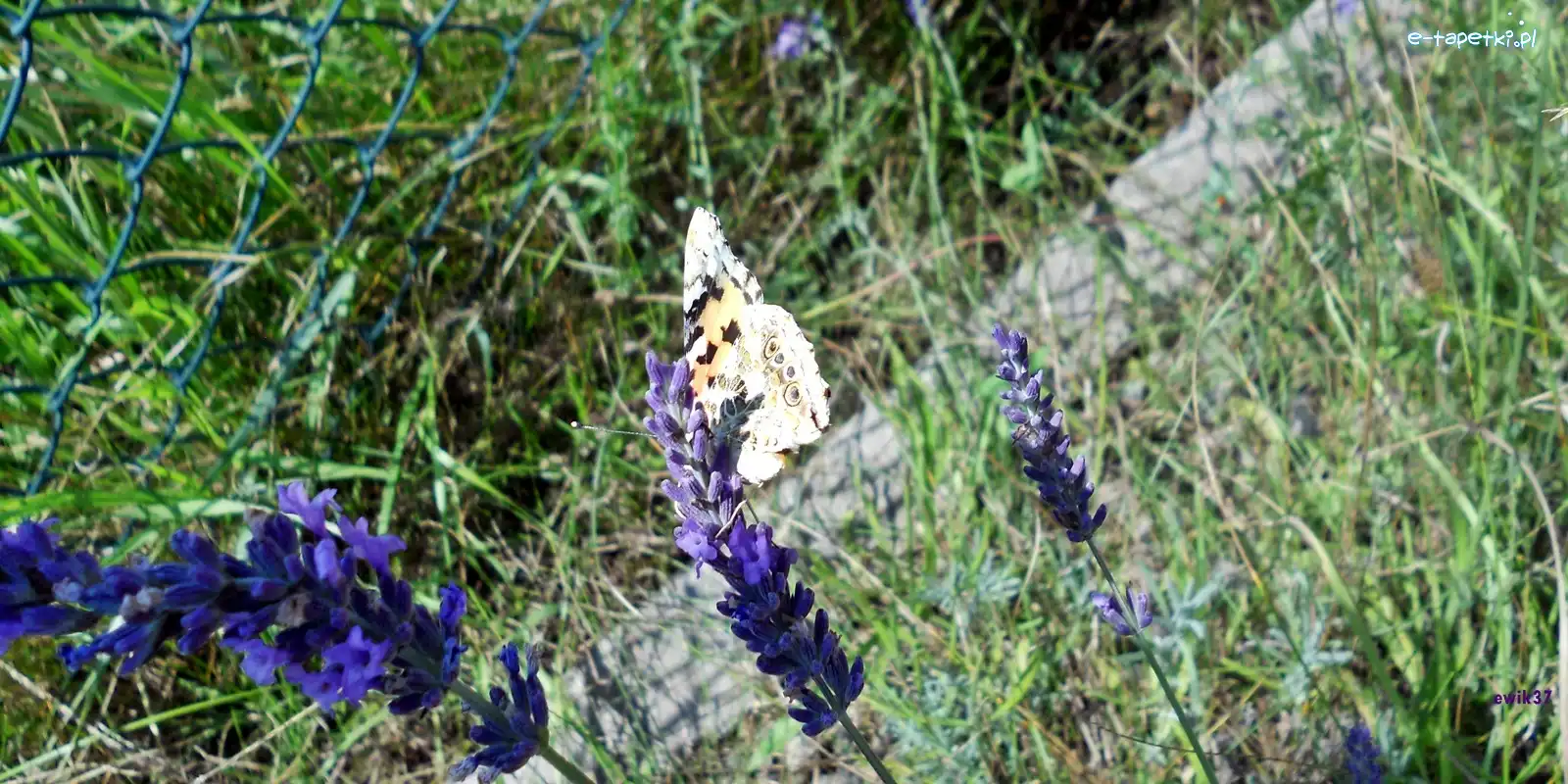 Lawenda, Motyl