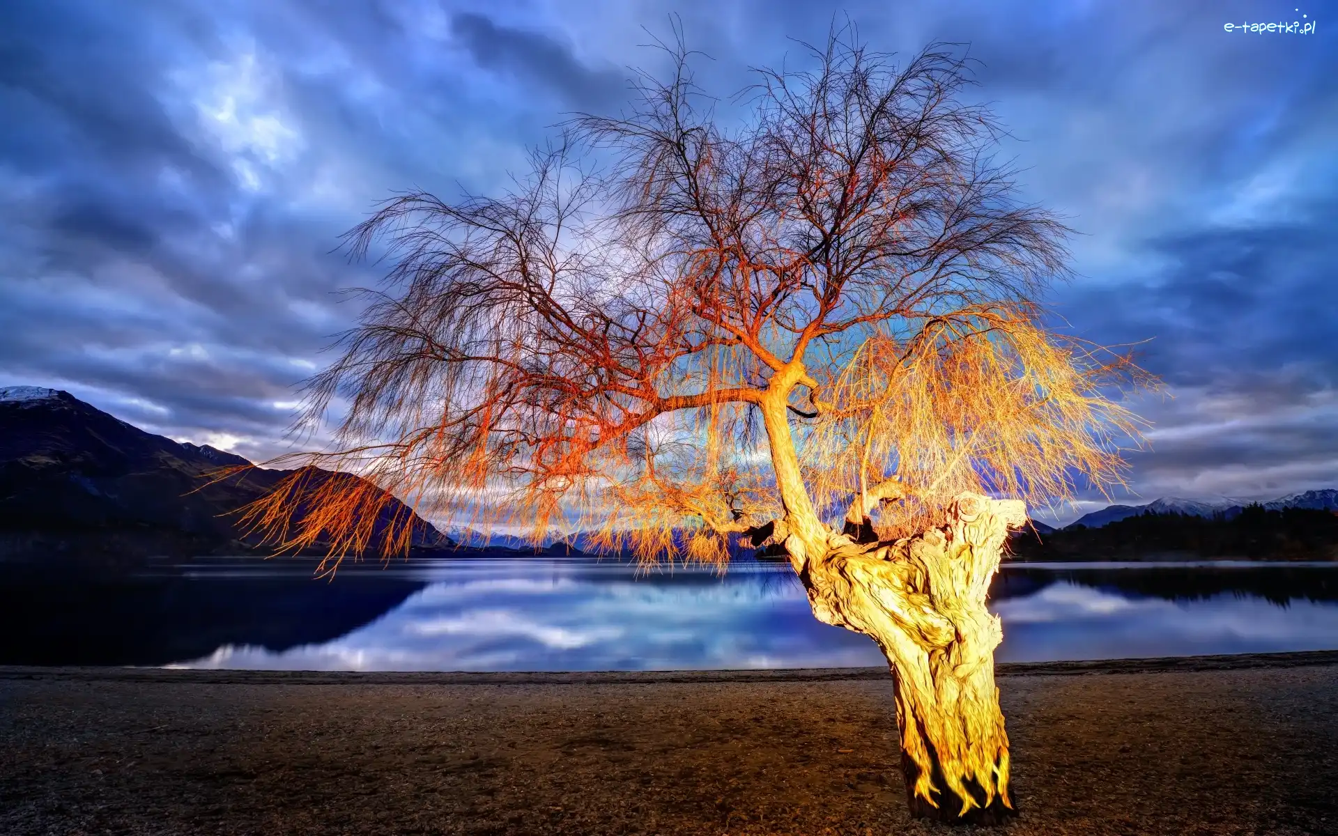 Jezioro, Nowa Zelandia, Wanaka, Drzewo