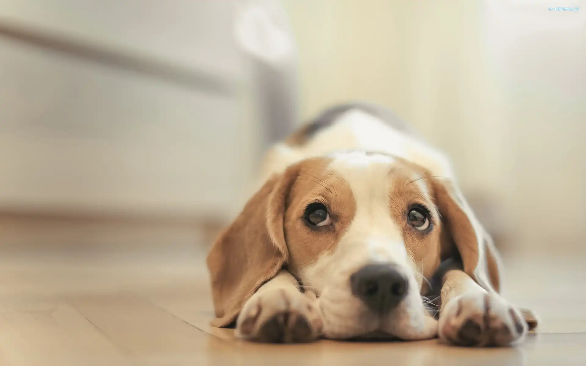 Beagle, Szczeniak, Pies