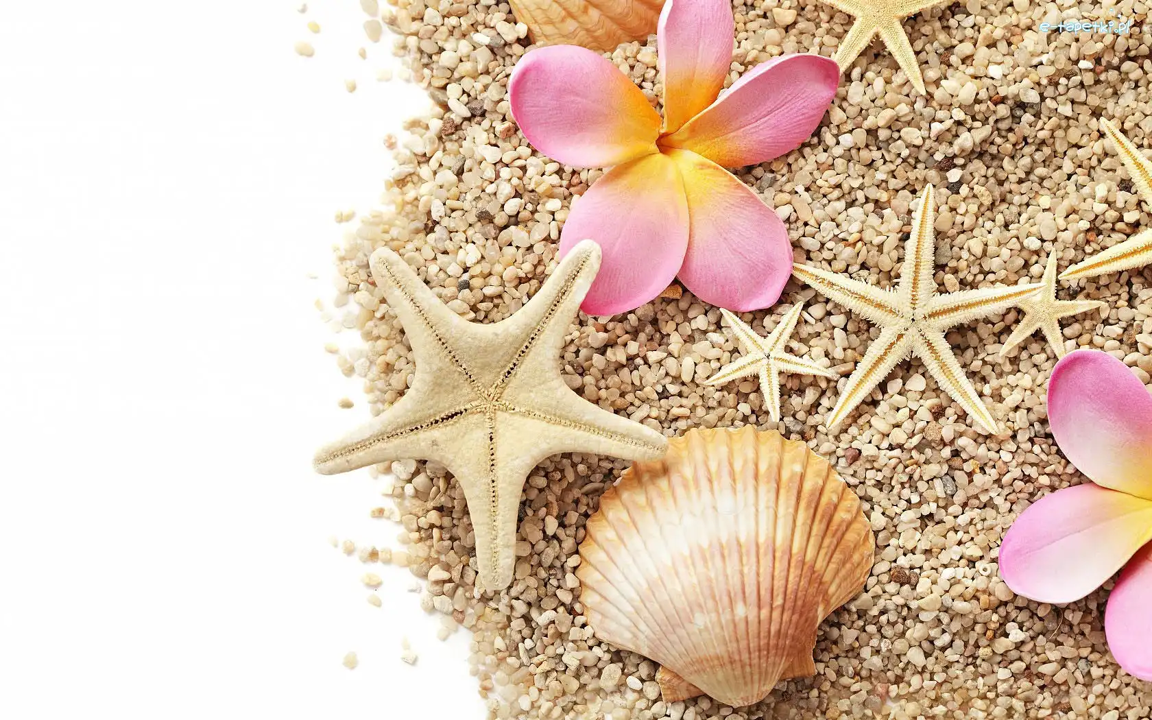 Piasek, Muszle, Muszelki, Rozgwiazdy, Plumeria, Kwiaty