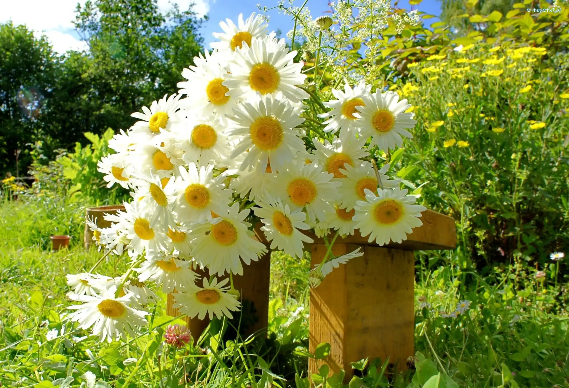 Margerytki, Bukiet, Kwiaty