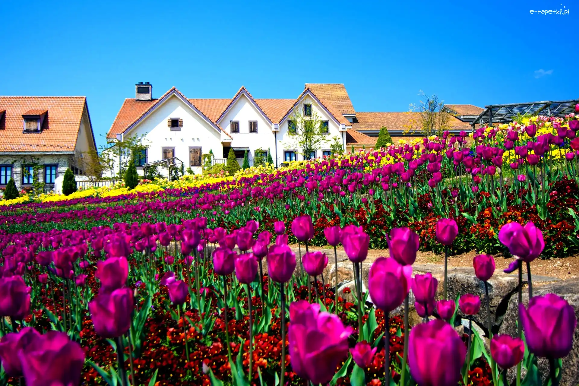 Tulipanów, Pole, Domy