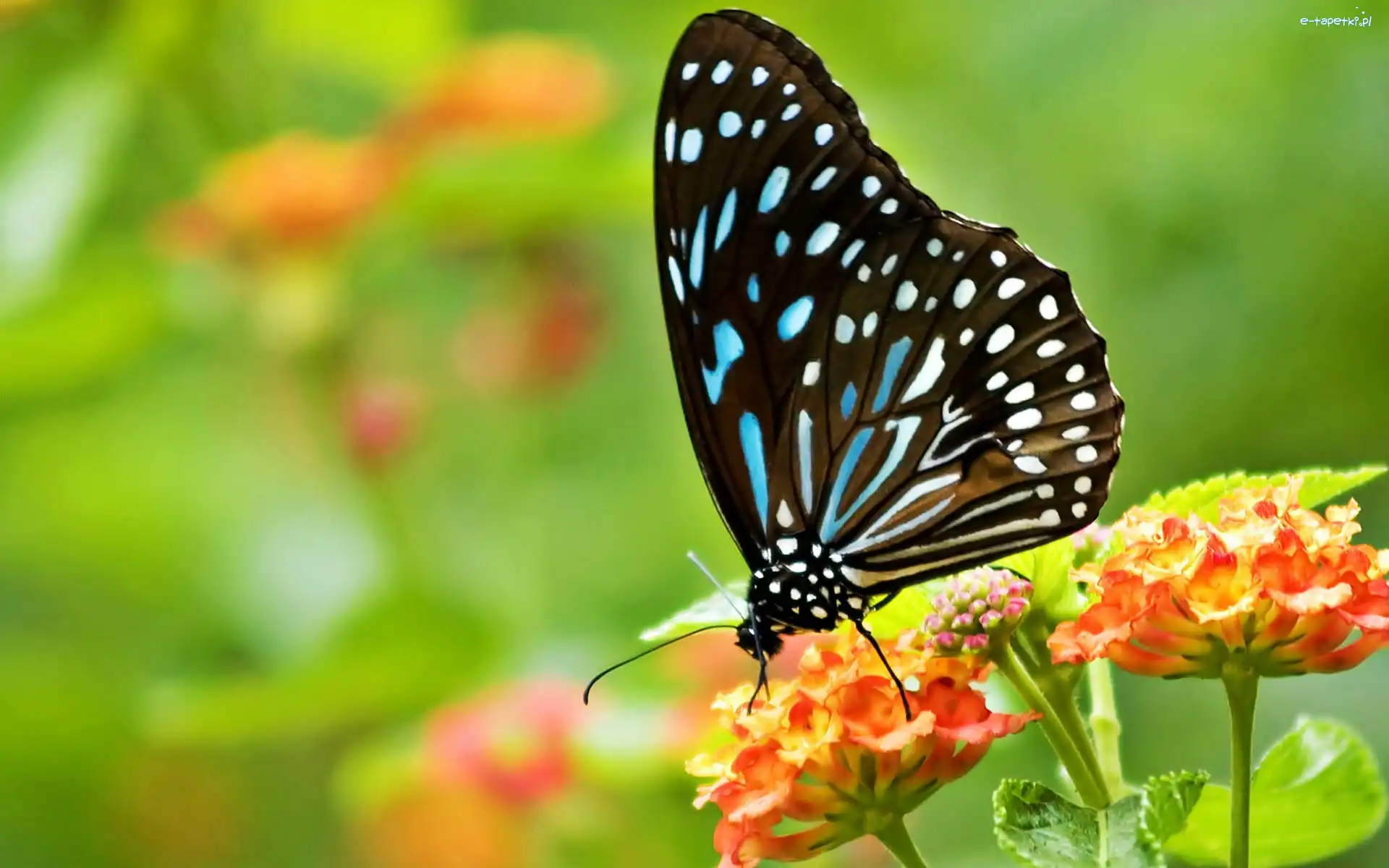 Kwiaty, Motyl