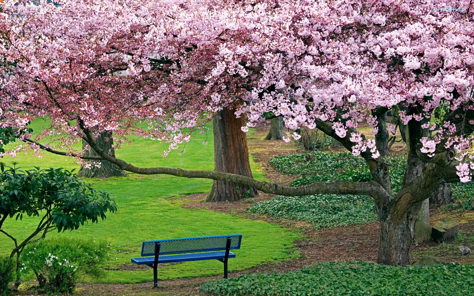 Ławeczka, Drzewa, Kwitnące, Park