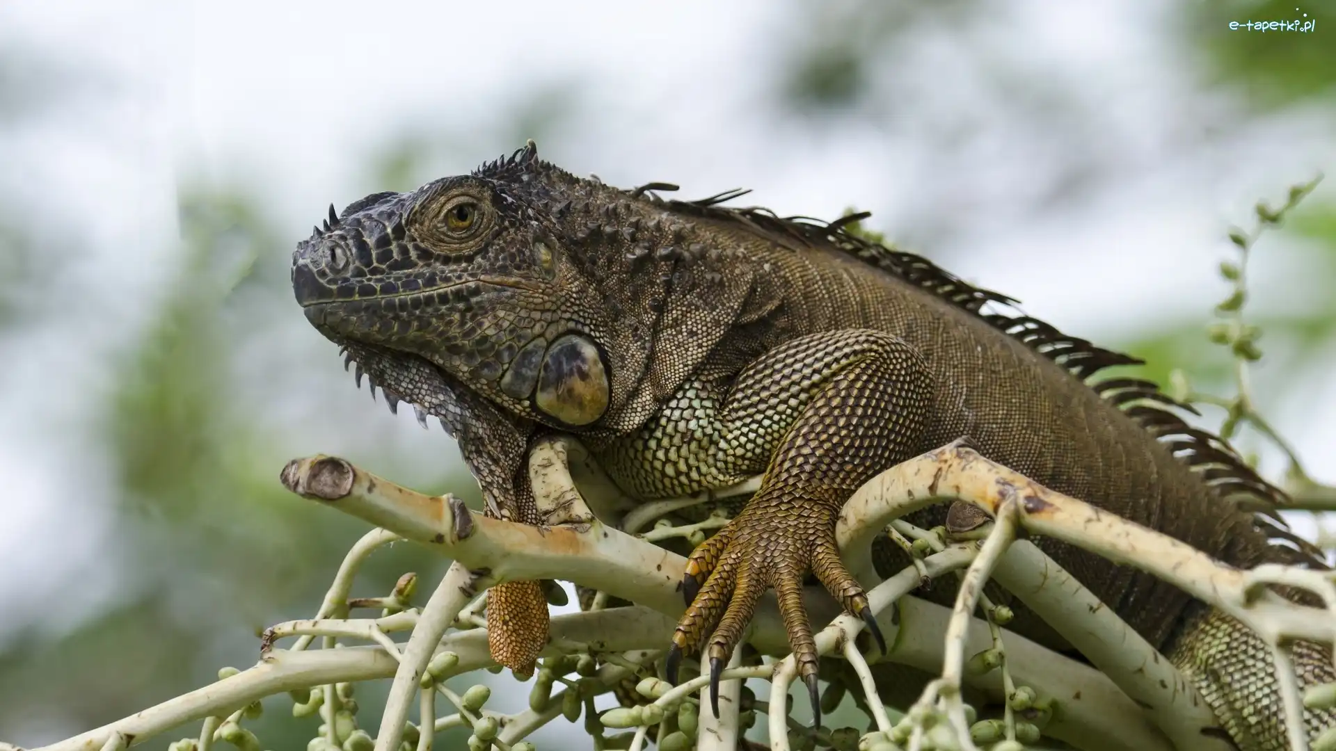 Gałąź, Iguana, Gad