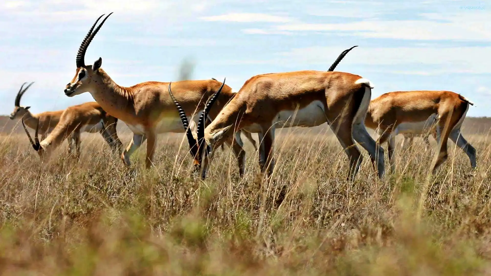 Sawanna, Springbok, Antylopy