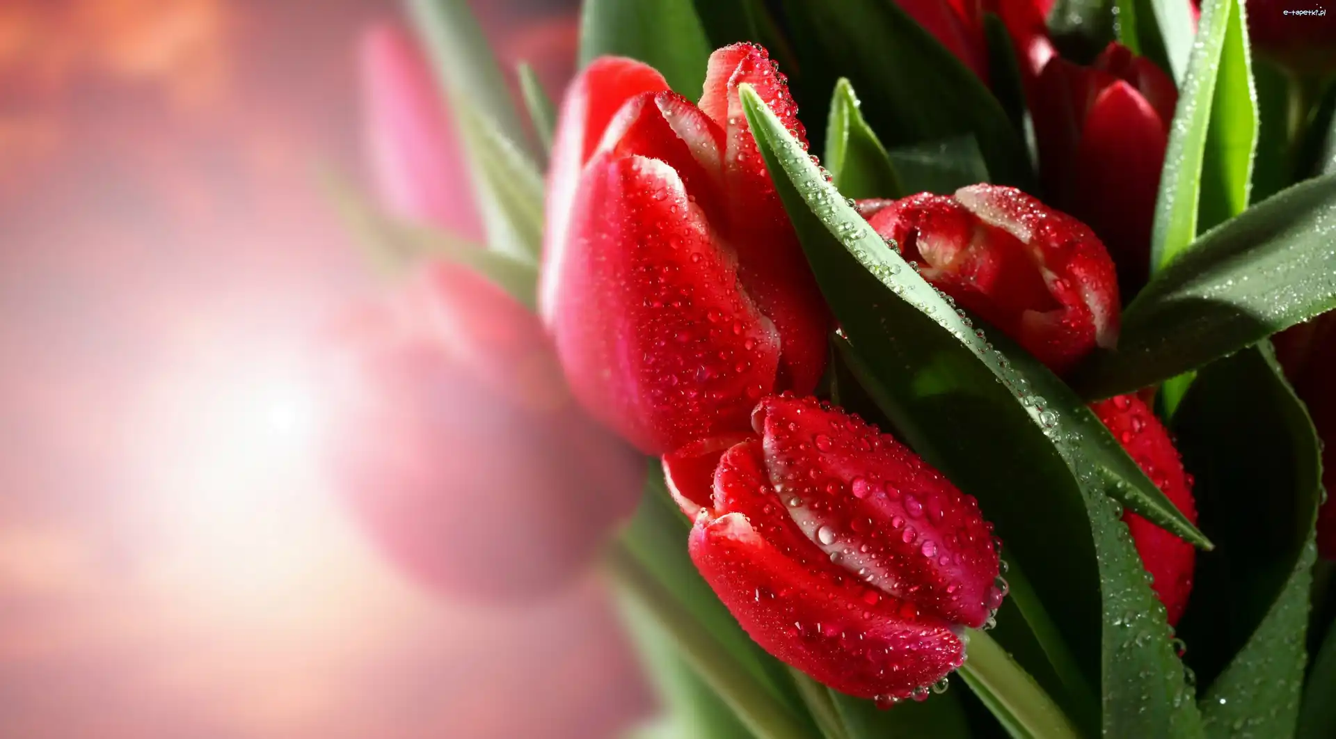 Tulipany, Rosy, Krople, Czerwone