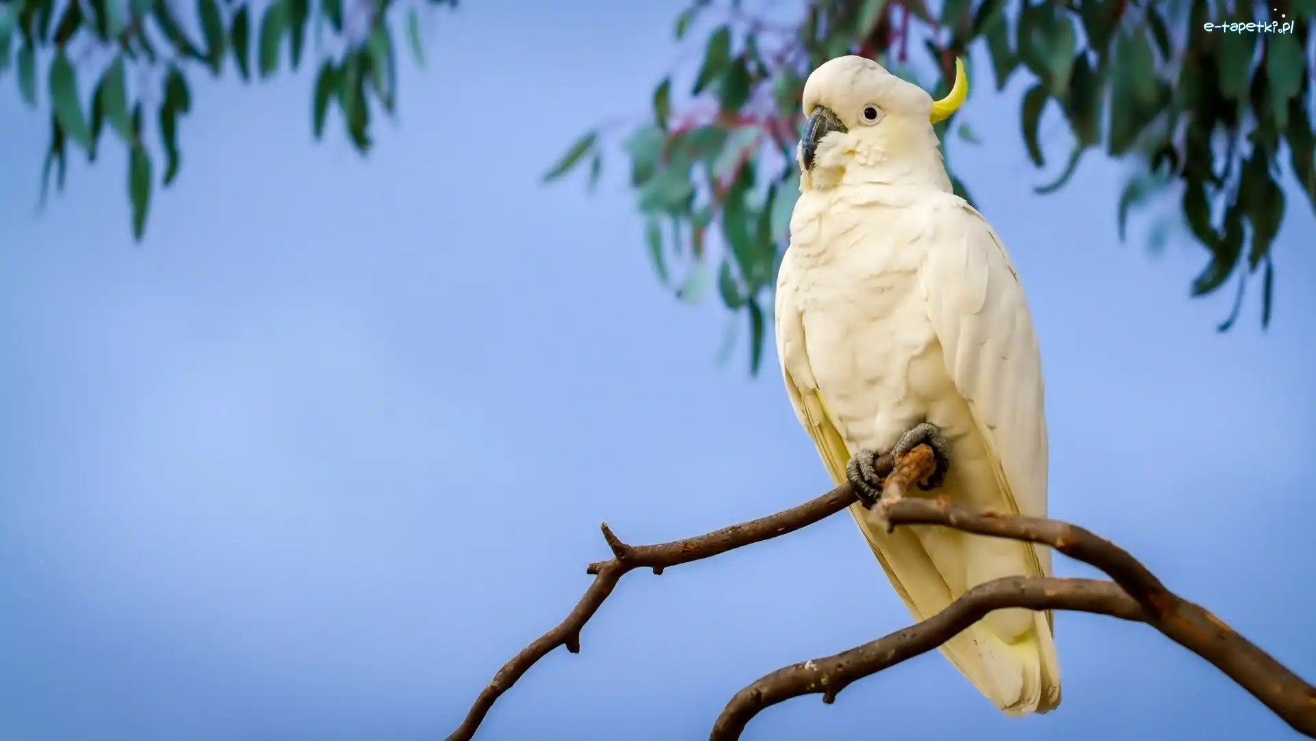 Kakadu, Papuga