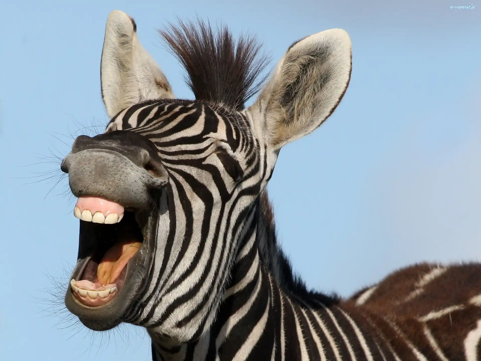 Uśmiech, Zebra