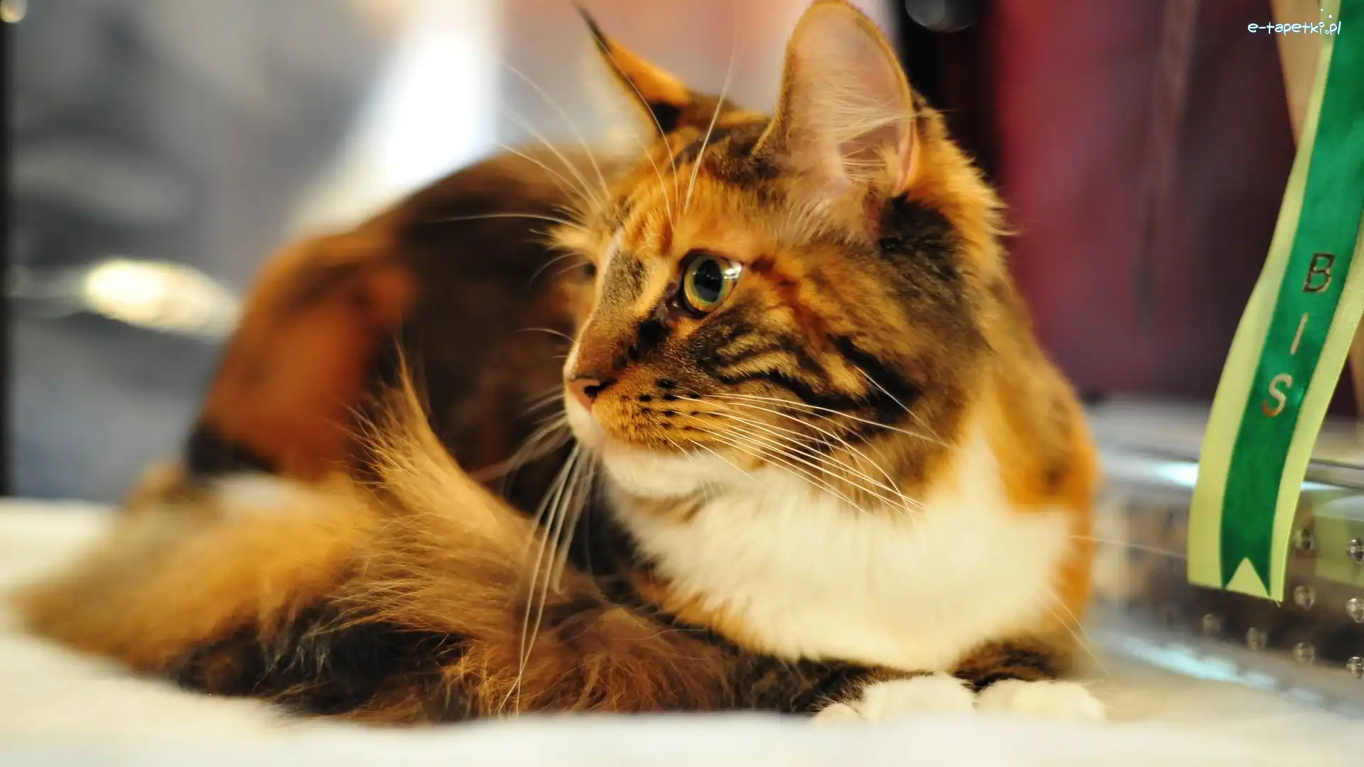 Maine Coon, Rudy