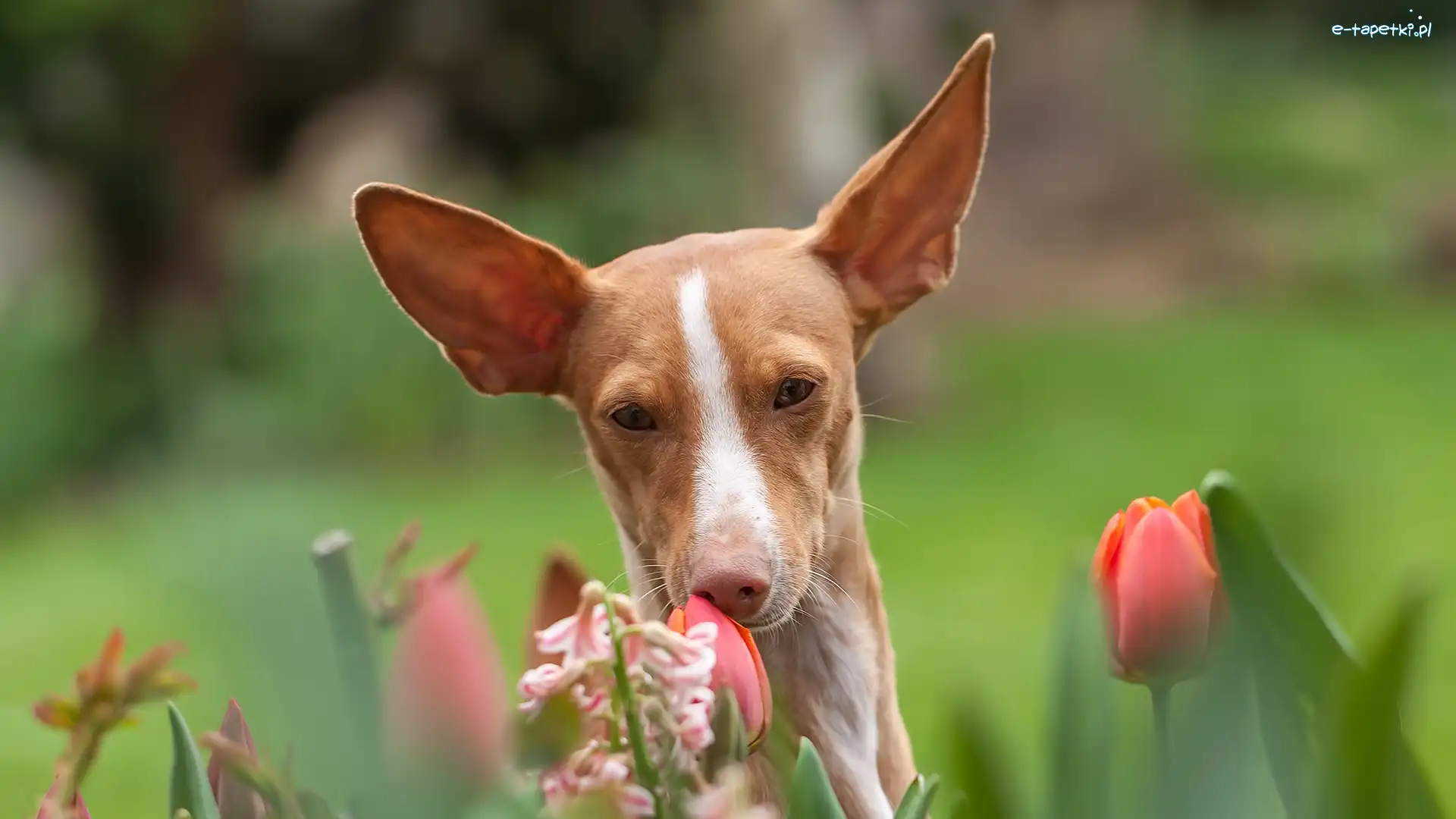 Rudy, Tulipany, Pies, Podenco z Ibizy