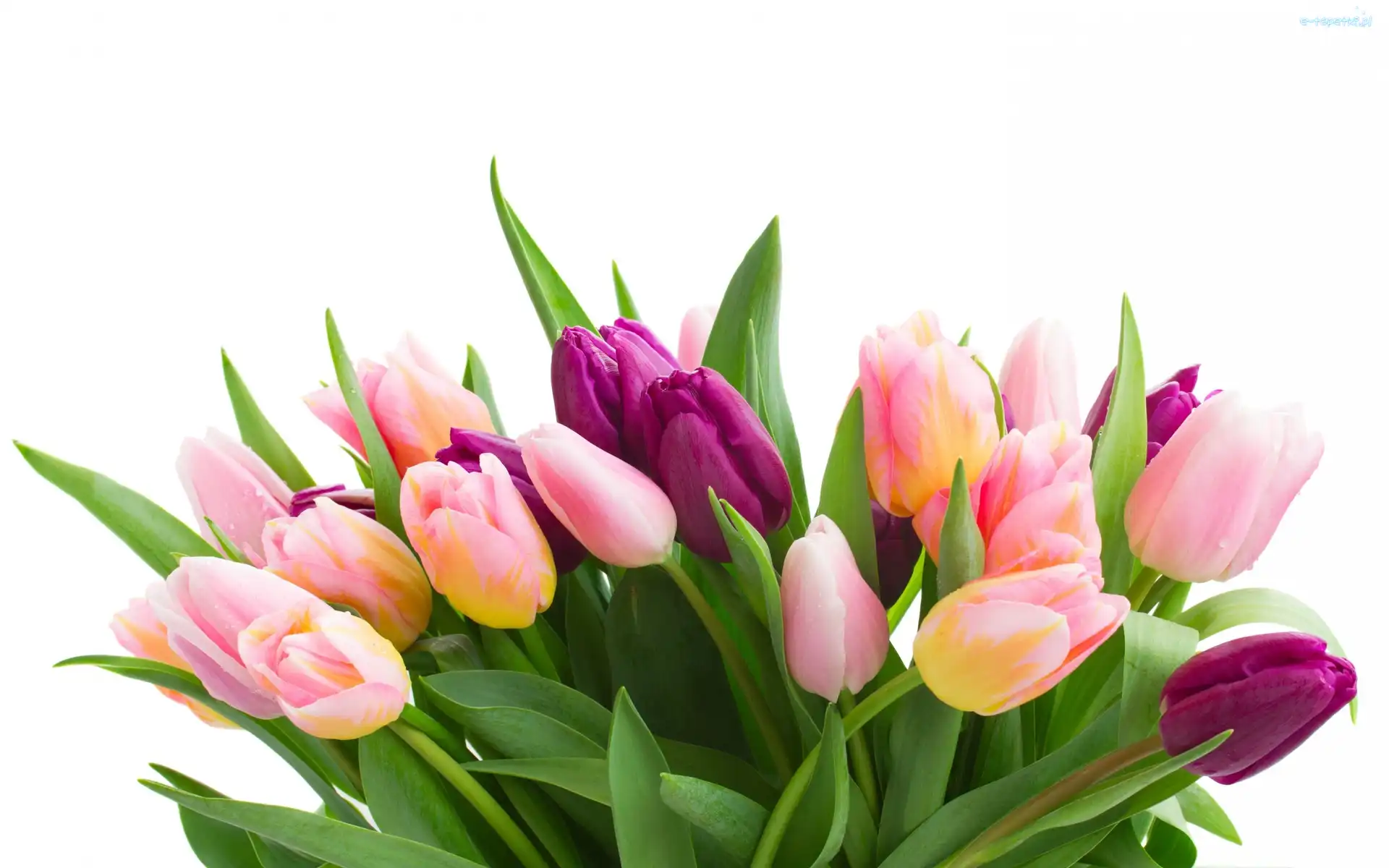 Tulipanow, Bukiet