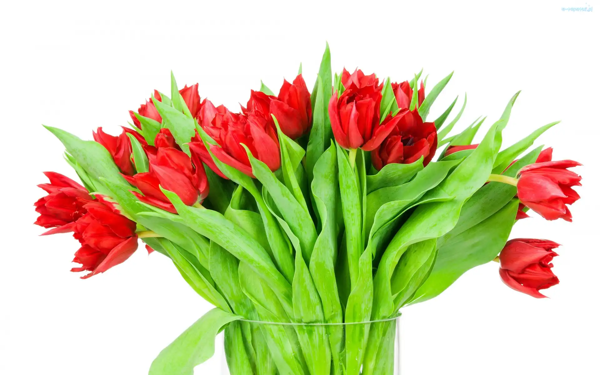 Tulipanow, Bukiet
