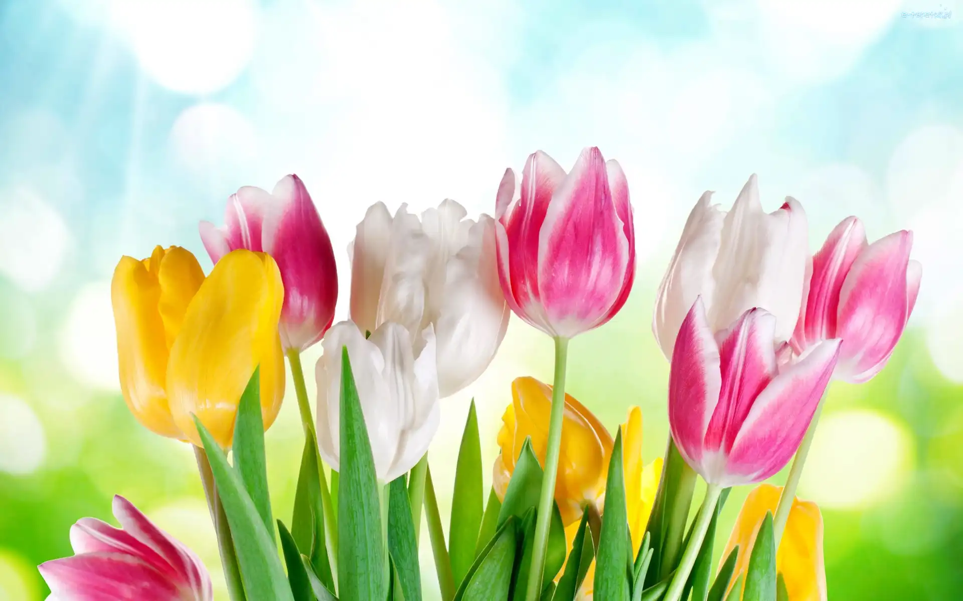 Tulipanow, Bukiet