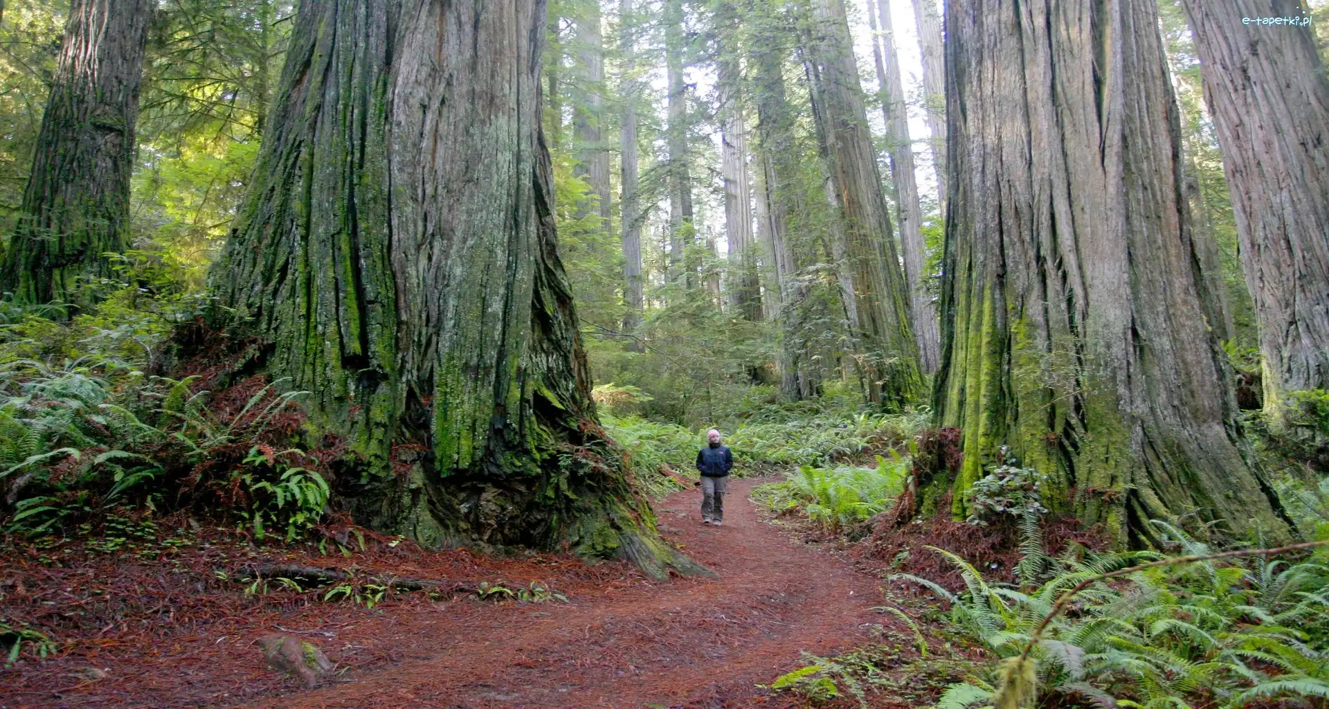 Człowiek, Park Narodowy Redwood, Las, Stan Kalifornia, Stany Zjednoczone, Paprocie, Sekwoje