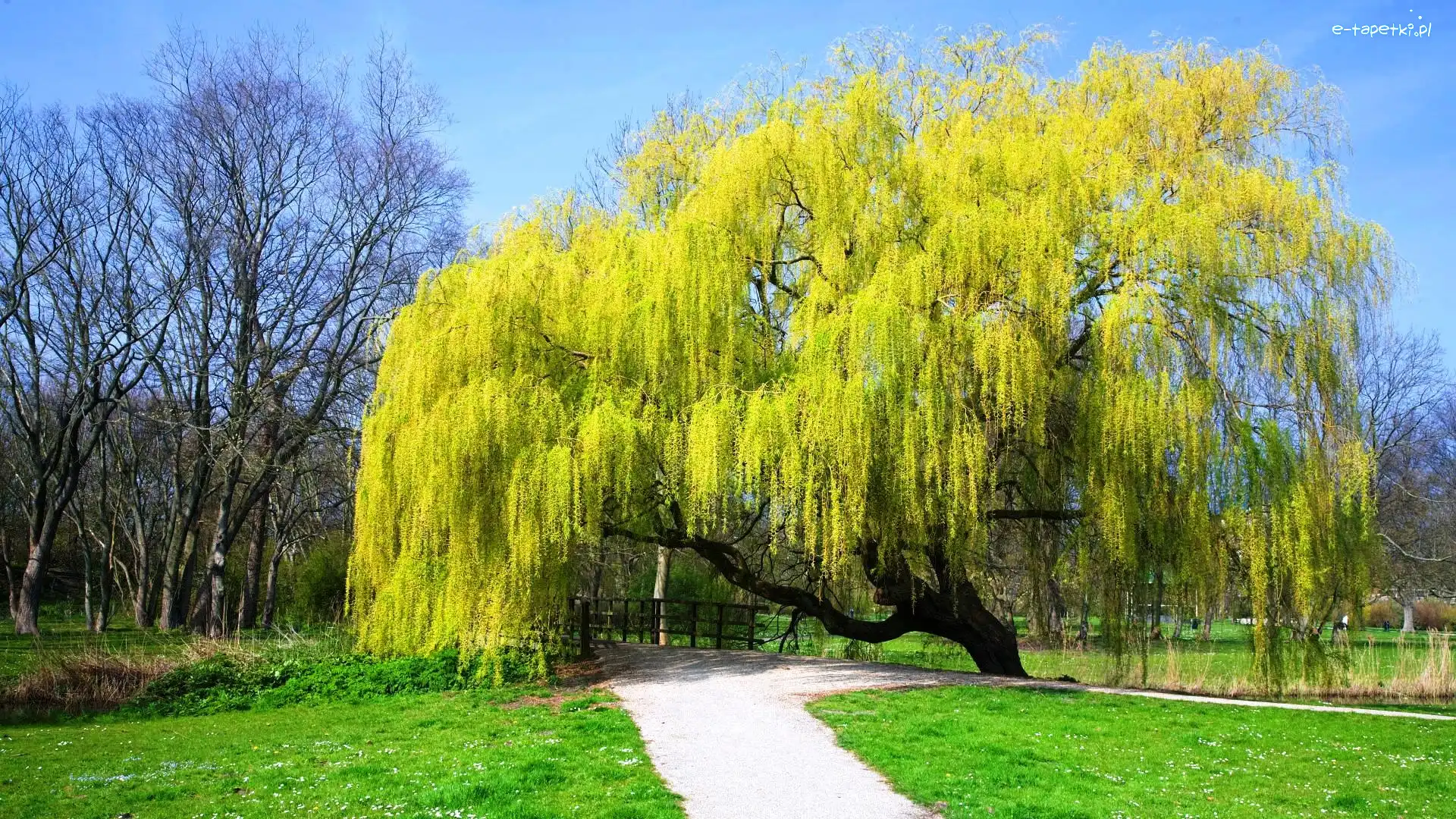 Wierzba, Park