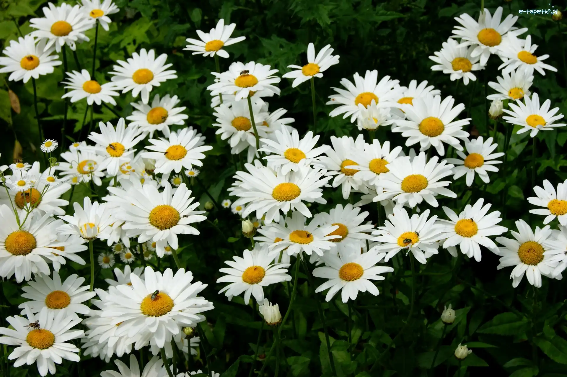 Margerytki