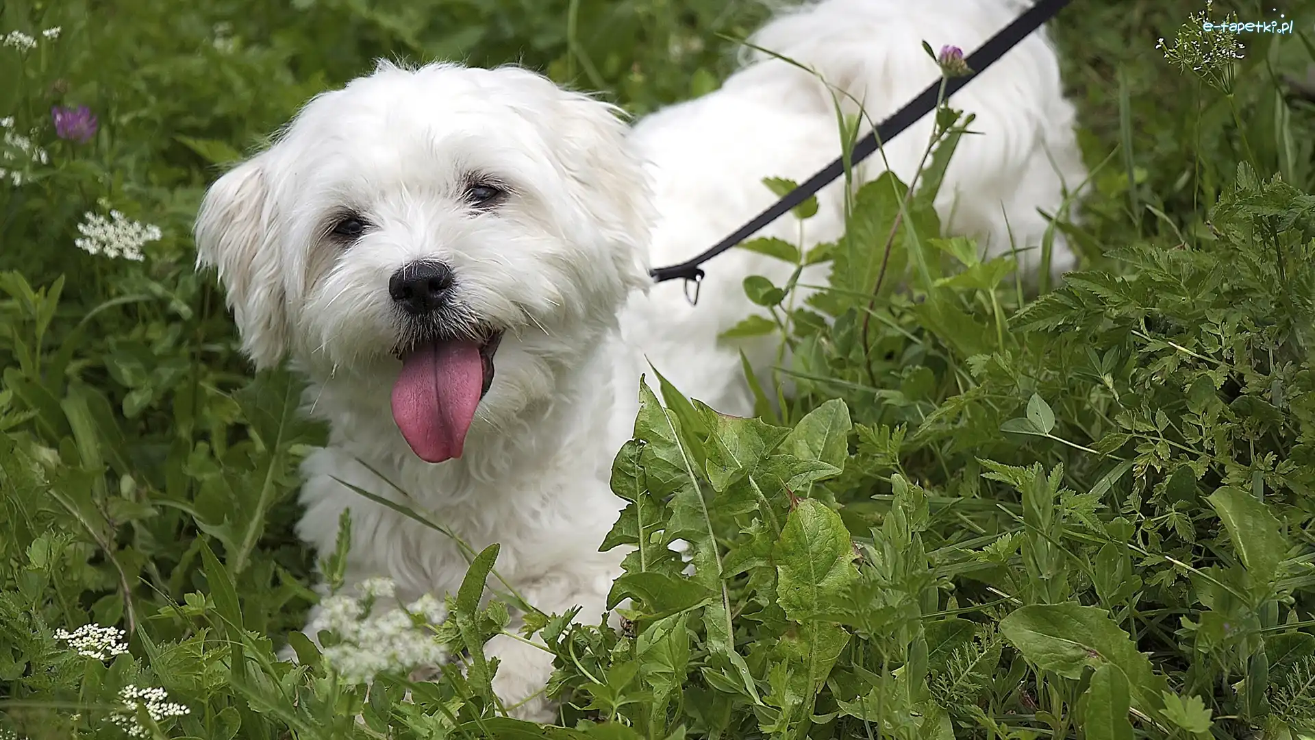 Zieleń, Bichon Frise