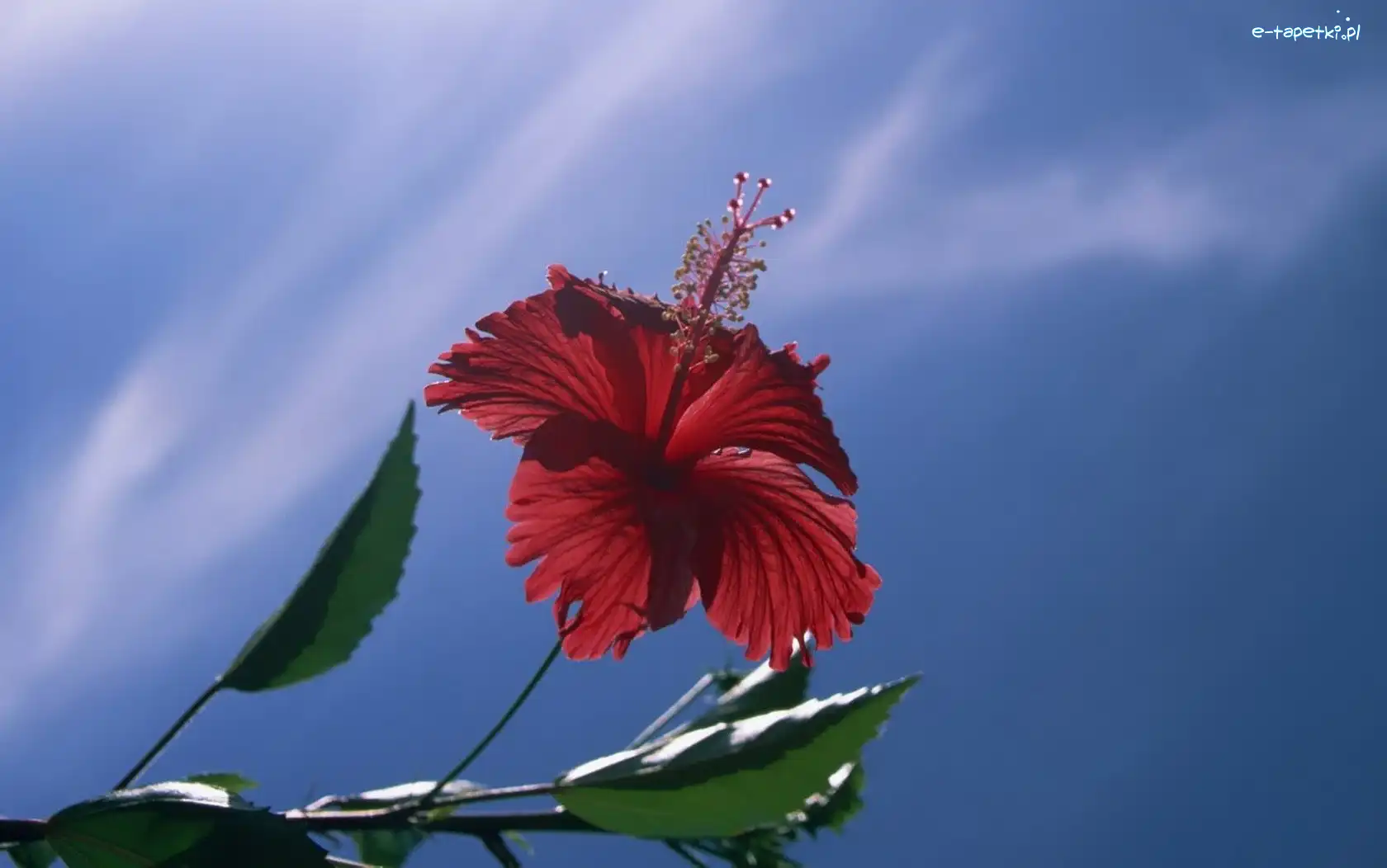 Hibiskus, Kwiat, Czerwony