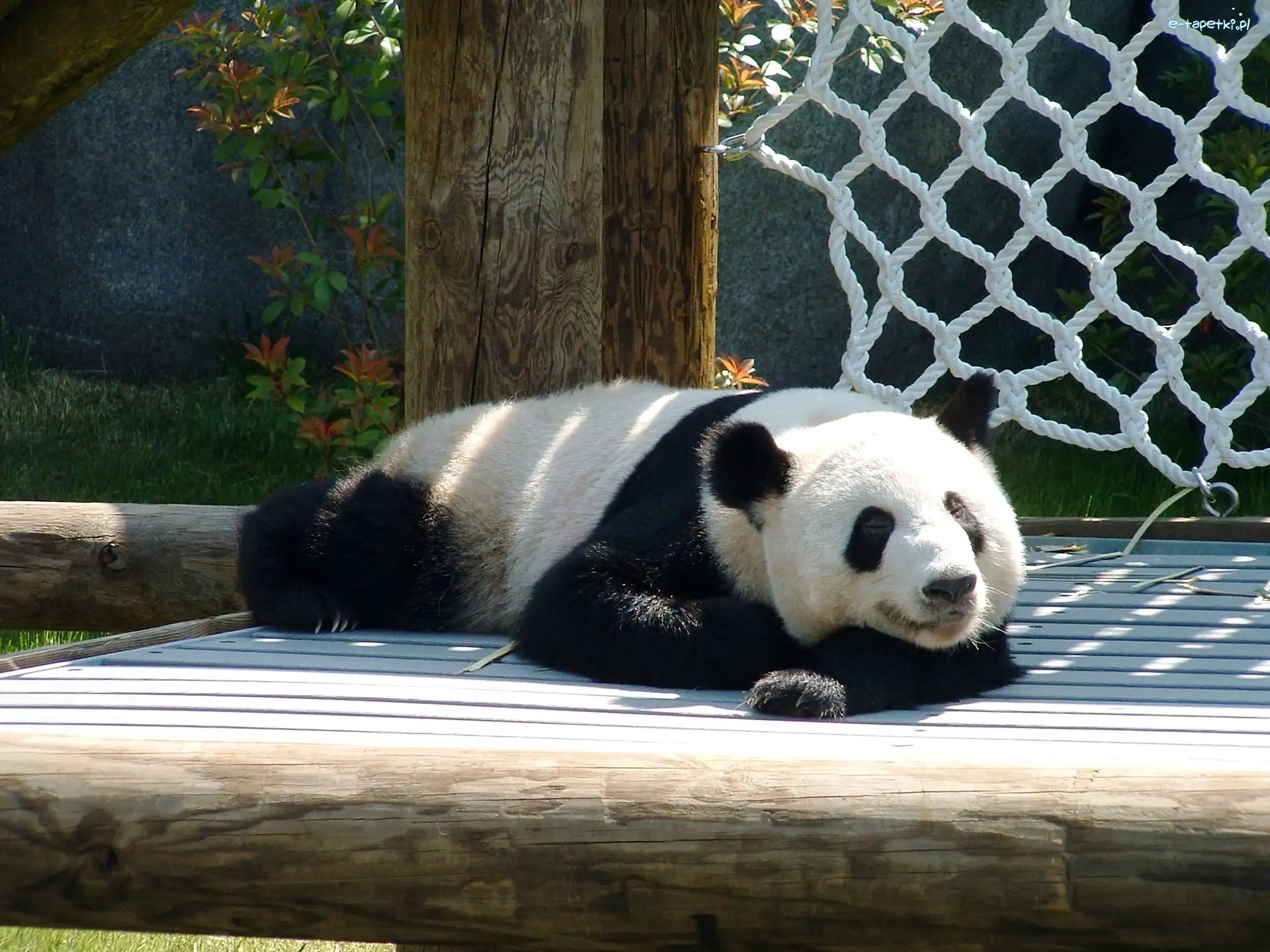 Zoo, Panda