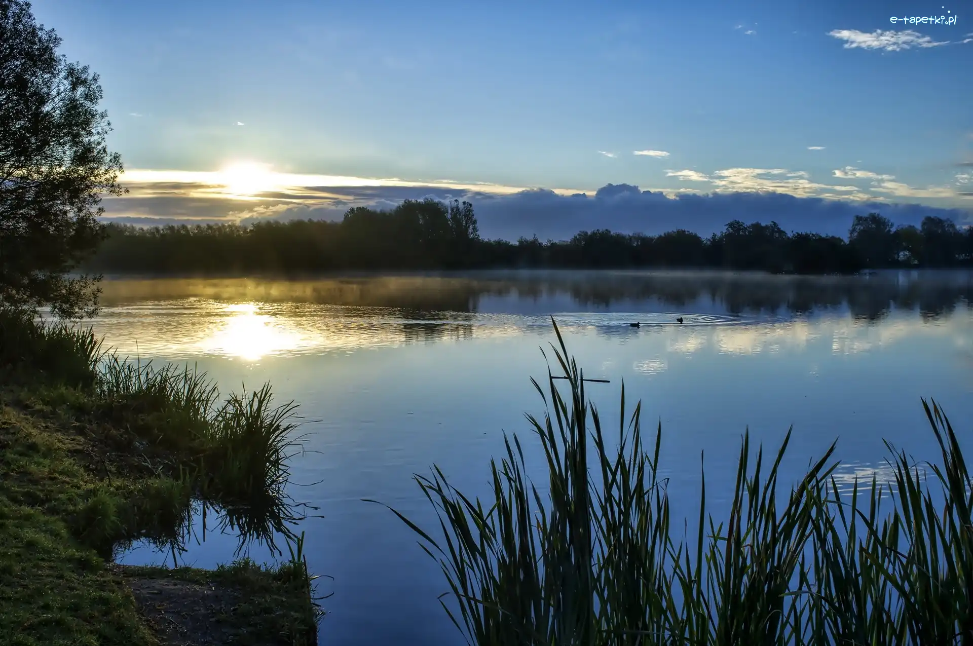 Drzewa, Słońce, Jezioro