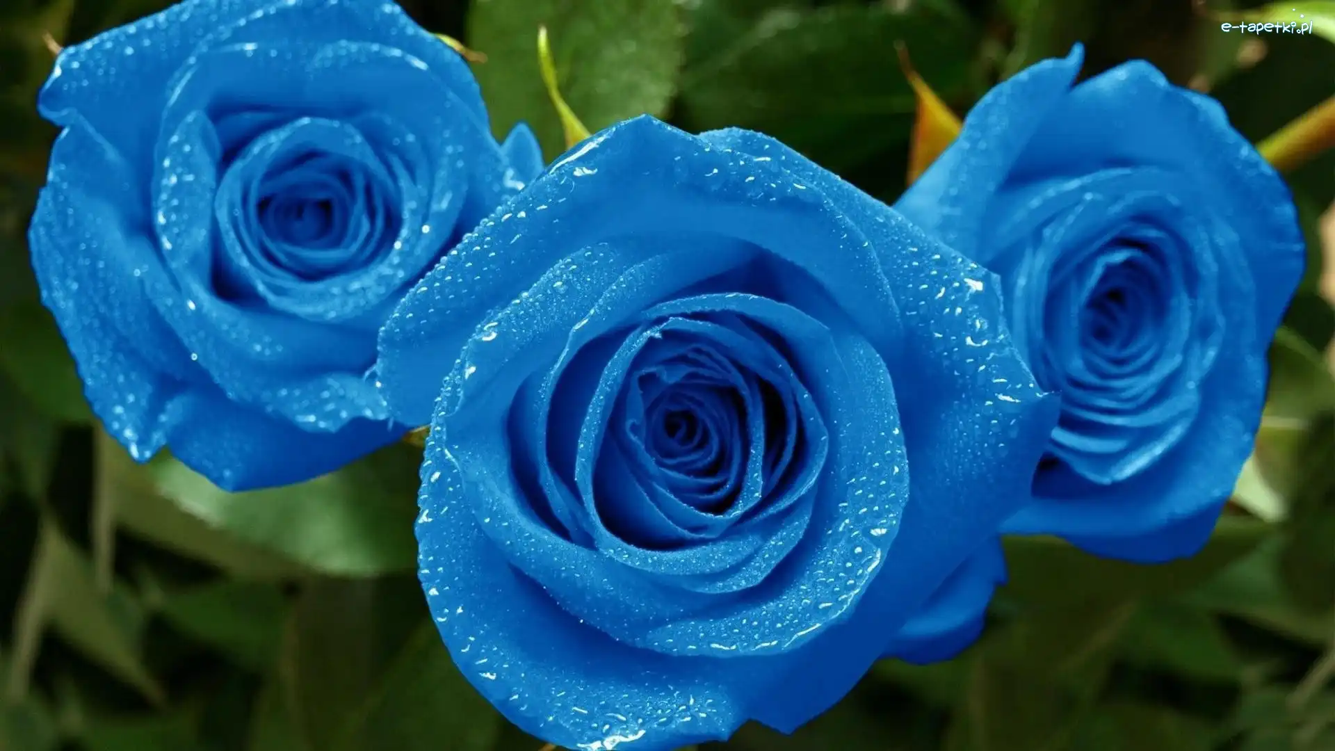Roze, Niebieskie