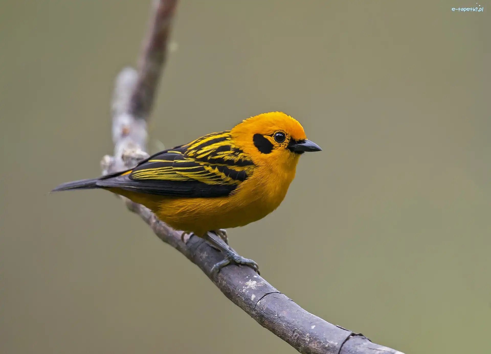 Zloty, Tanager