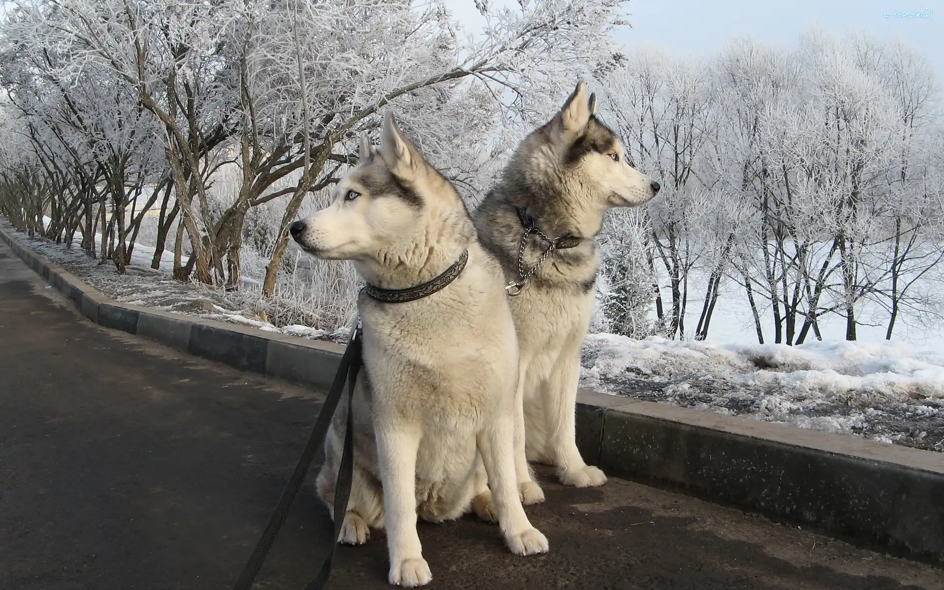 Śnieg, Siberian Husky, Zima, Psy