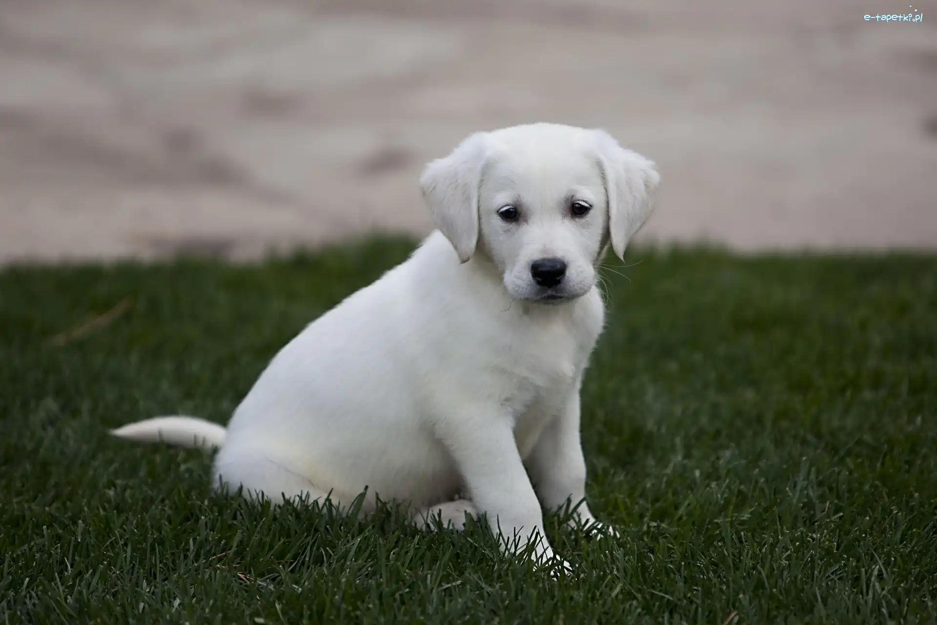 Trawa, Labrador Retriever, Szczeniak