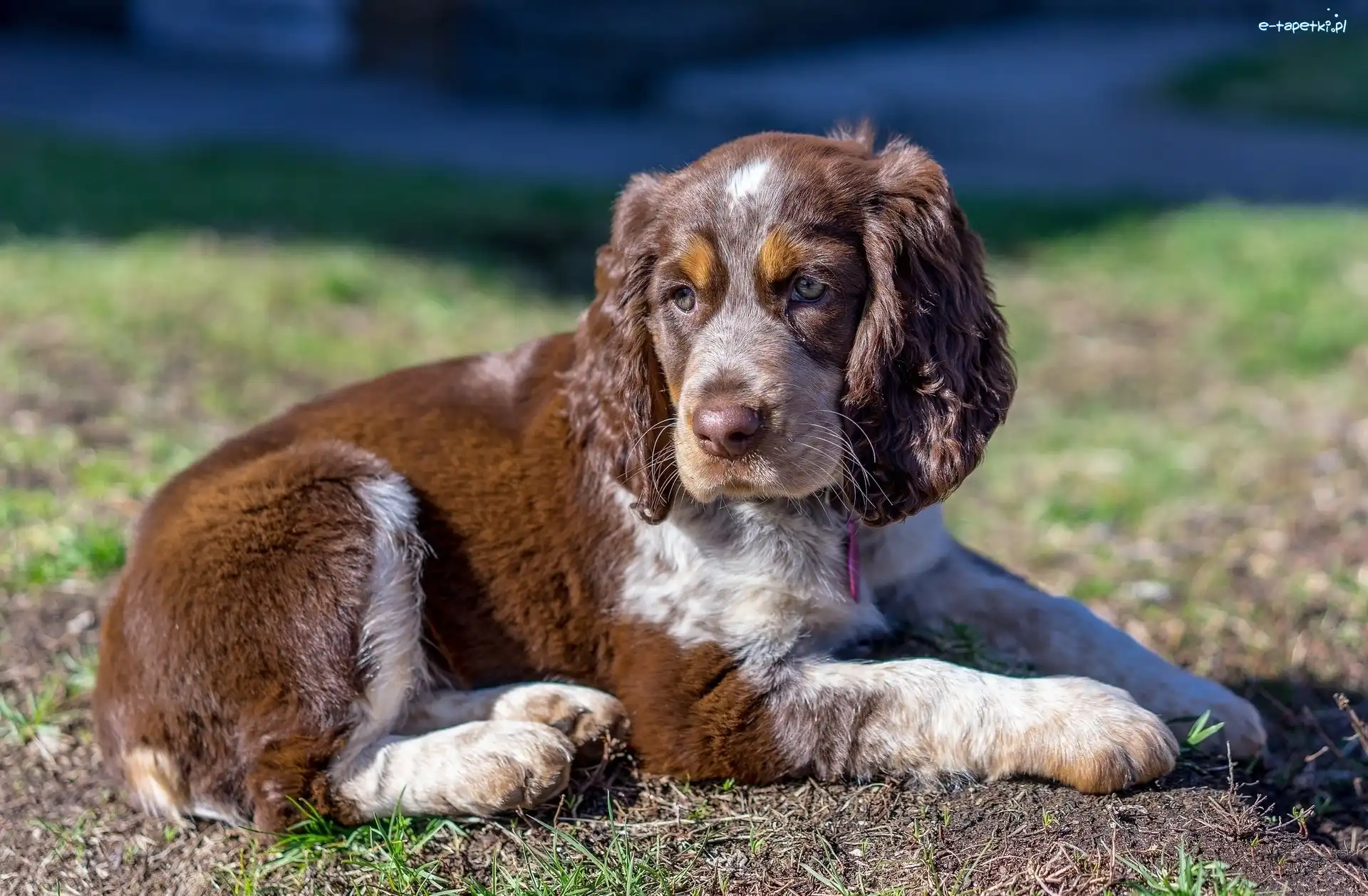 Cocker spaniel angielski, Szczeniak, Pies