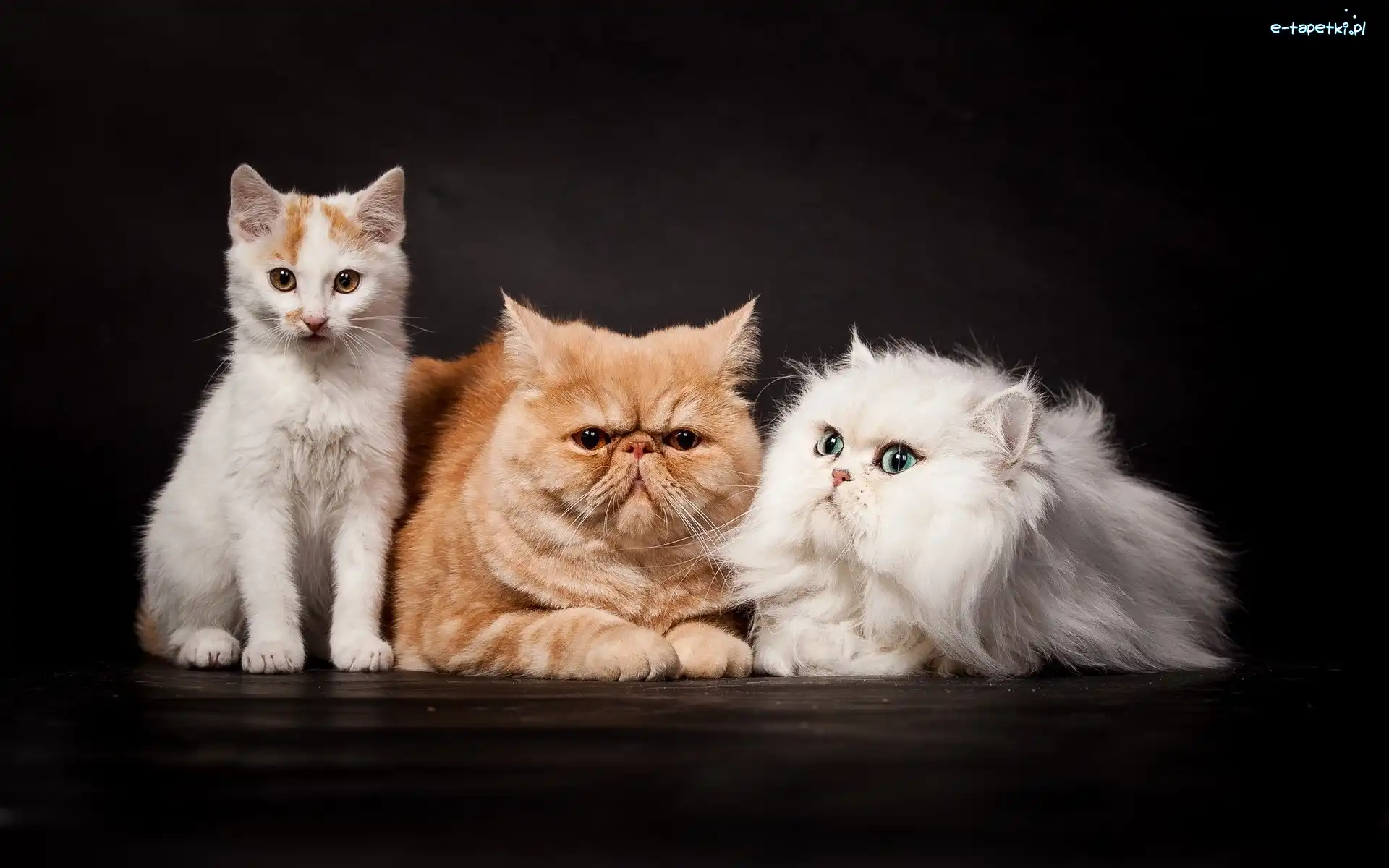Perskie, Koty