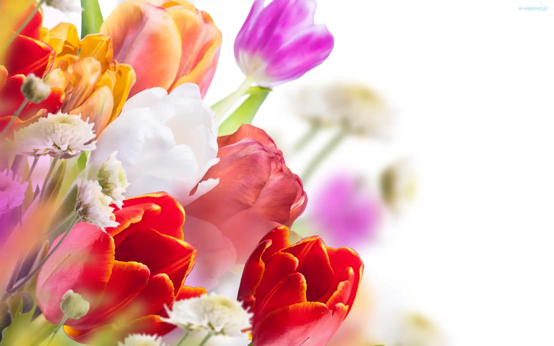 Tulipany, Kolorowe