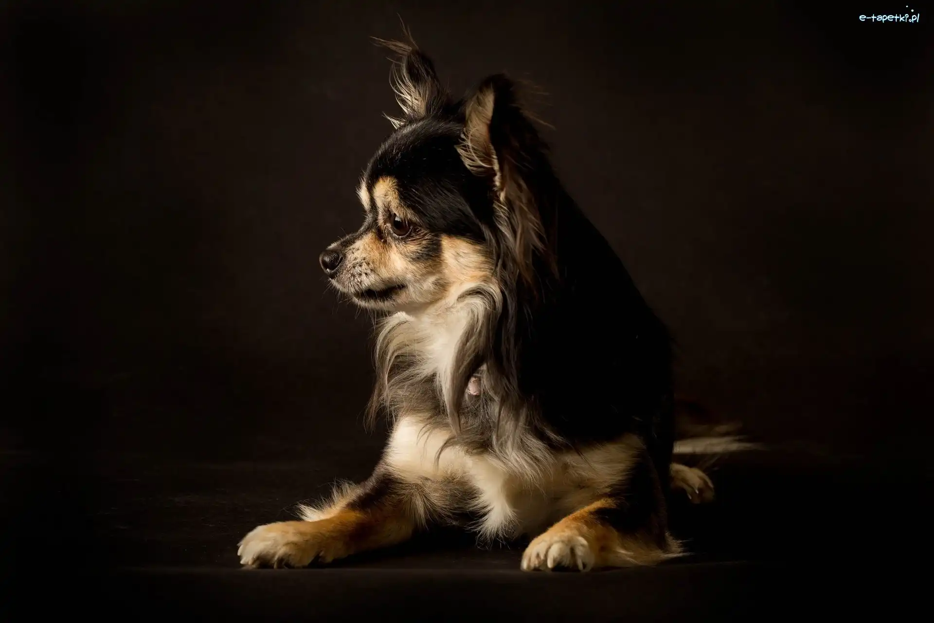 Pies, Chihuahua