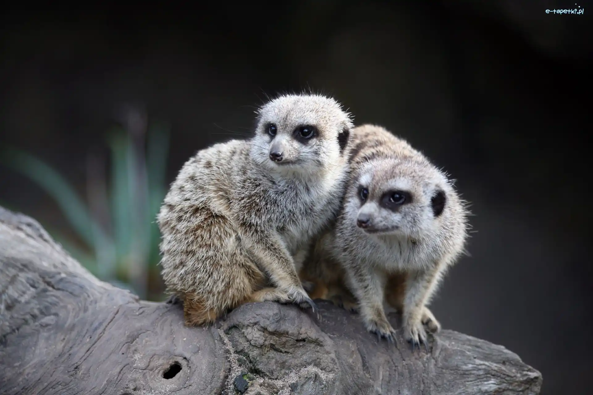 Zoo, Surykatki, Dwie