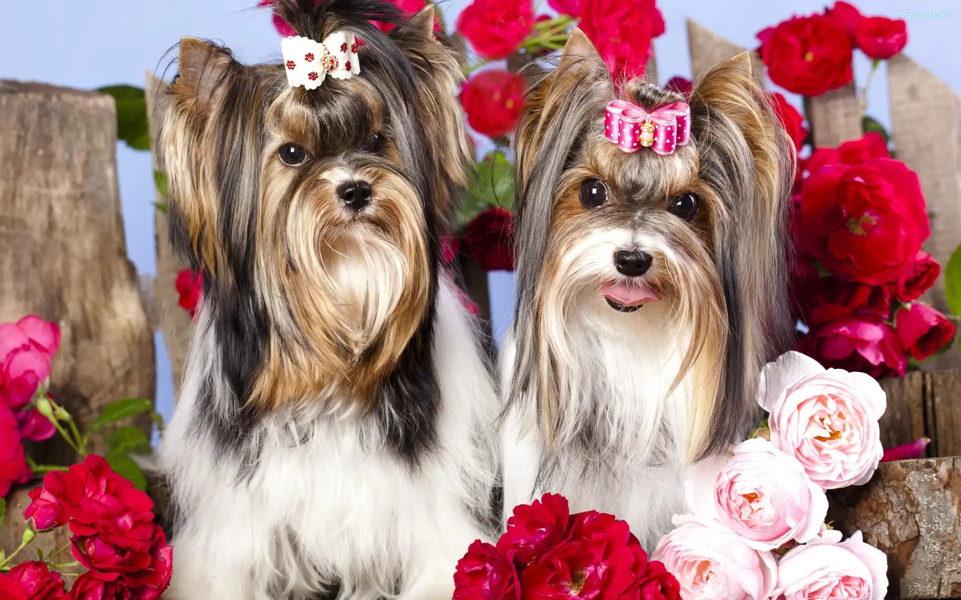 Yorkshire, Roze, Terrier, Psy